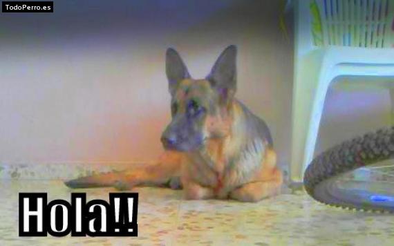 La foto del perro