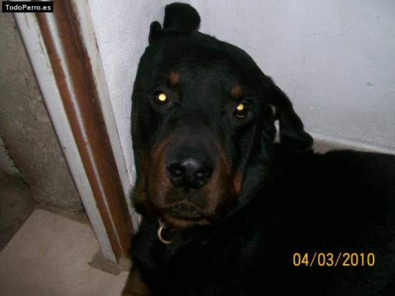 La foto del perro