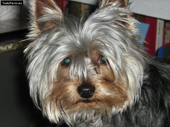 La foto del perro