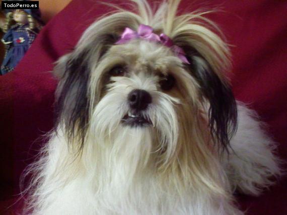 La foto del perro