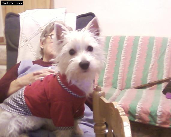 La foto del perro