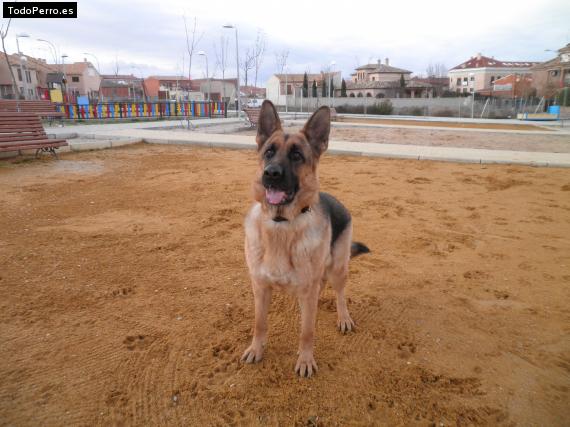 La foto del perro