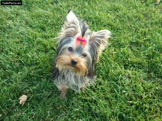 La foto del perro