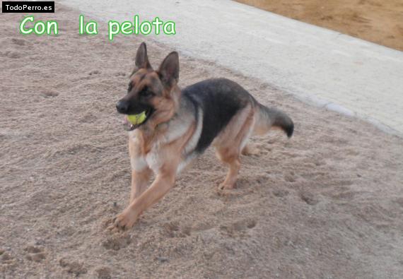 La foto del perro