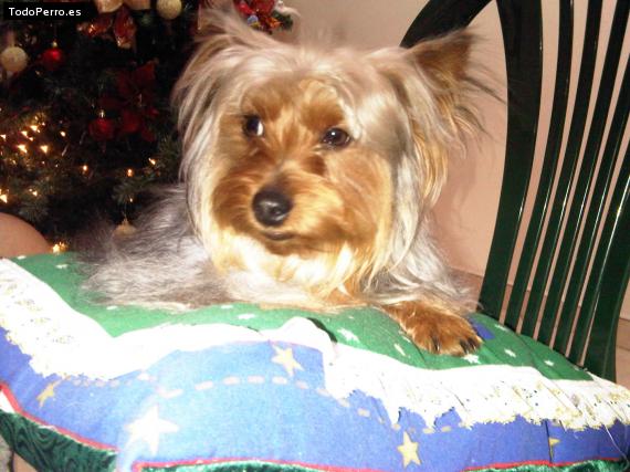 La foto del perro