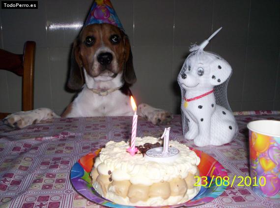 La foto del perro