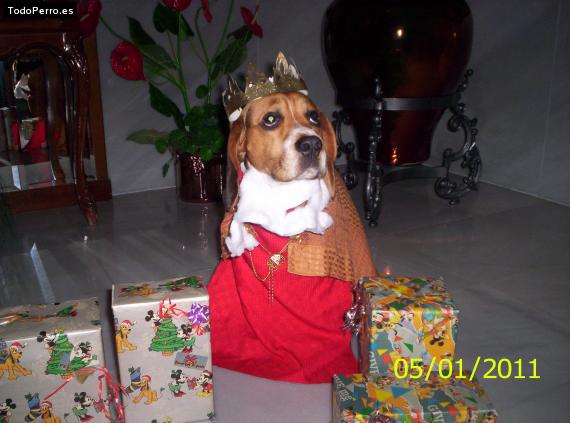 La foto del perro