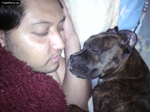 La foto del perro