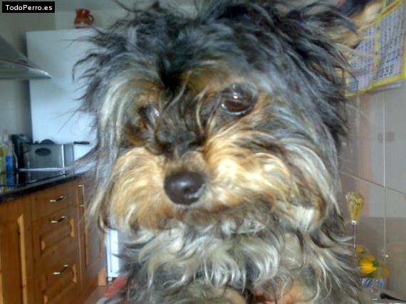La foto del perro