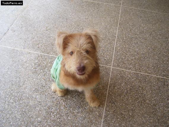 La foto del perro