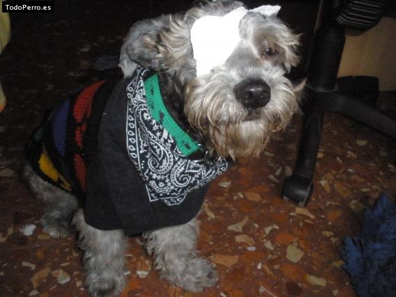 La foto del perro