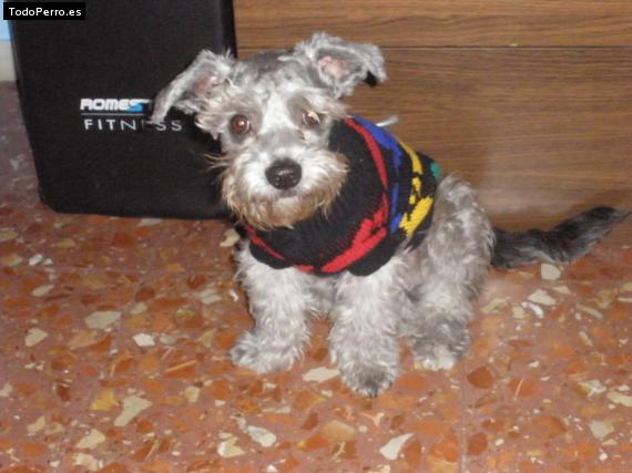 La foto del perro