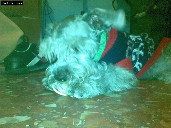 La foto del perro