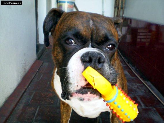 Foto del perro Napoleon