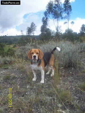 La foto del perro