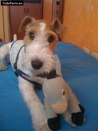 La foto del perro