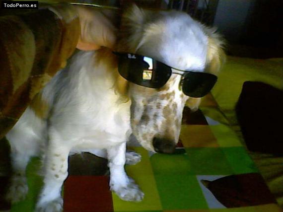 La foto del perro