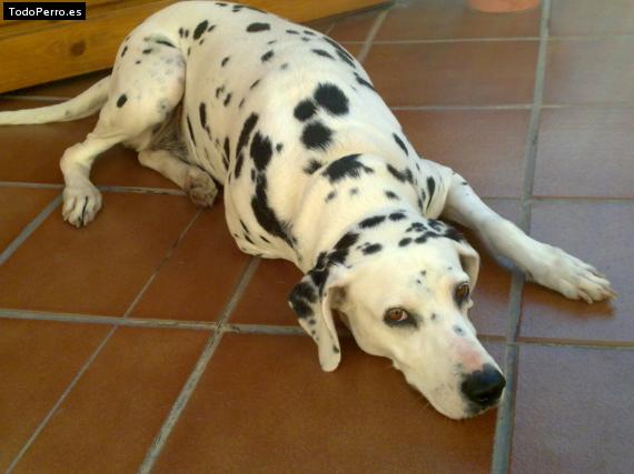 La foto del perro