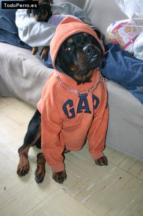 La foto del perro