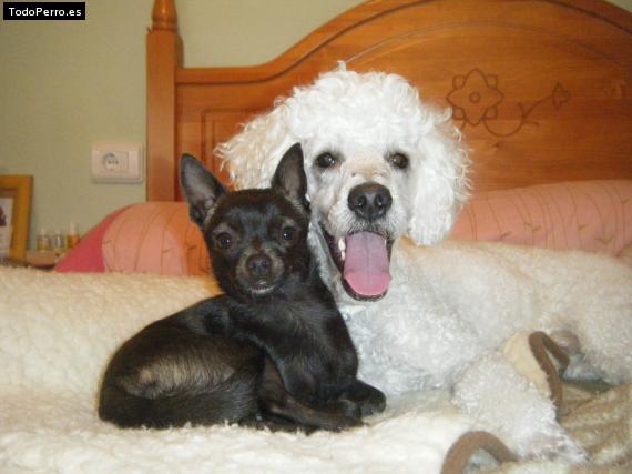 La foto del perro