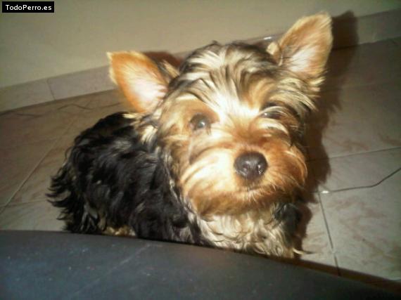 La foto del perro
