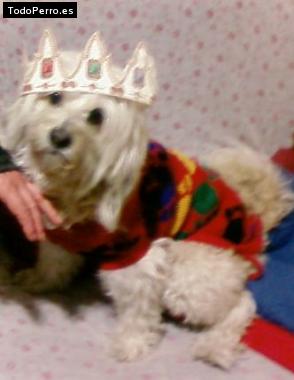 La foto del perro