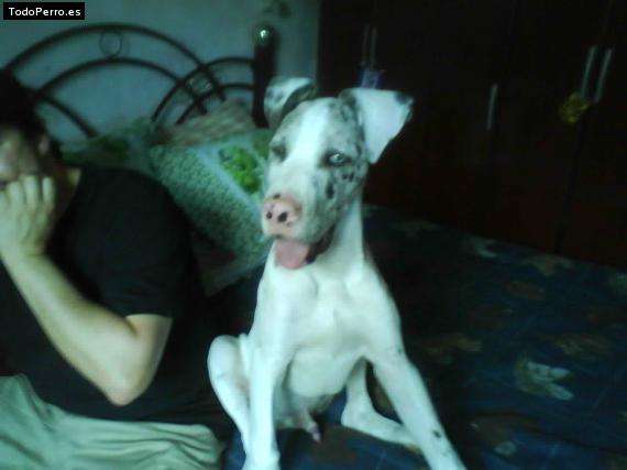La foto del perro