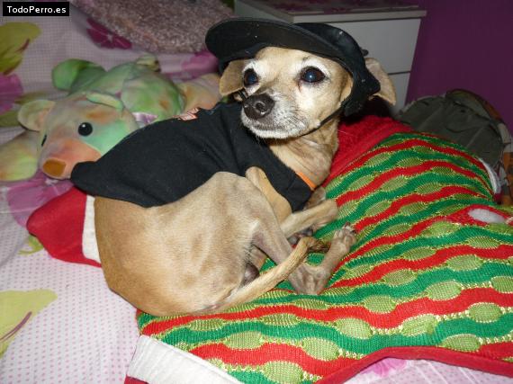 La foto del perro