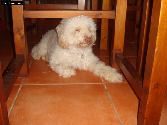 La foto del perro