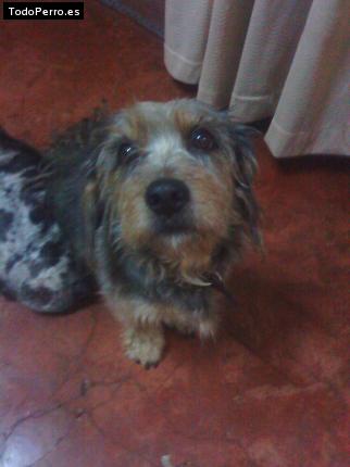 Foto del perro Zassette