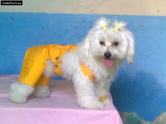 La foto del perro