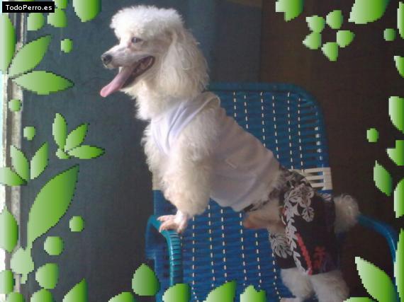 La foto del perro