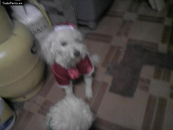La foto del perro