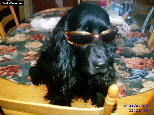 La foto del perro