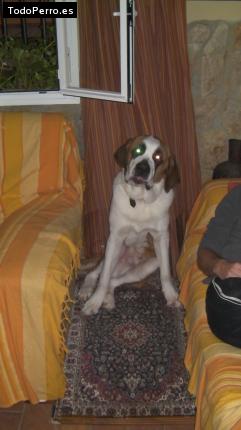 La foto del perro
