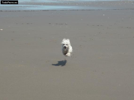 La foto del perro