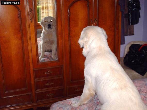 La foto del perro