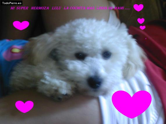 La foto del perro