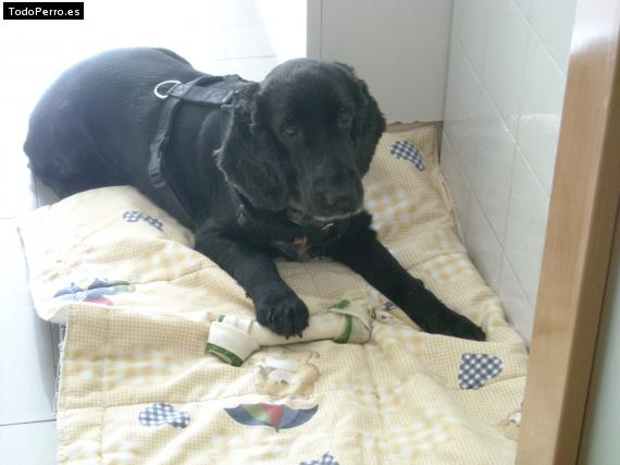 La foto del perro