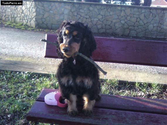 La foto del perro