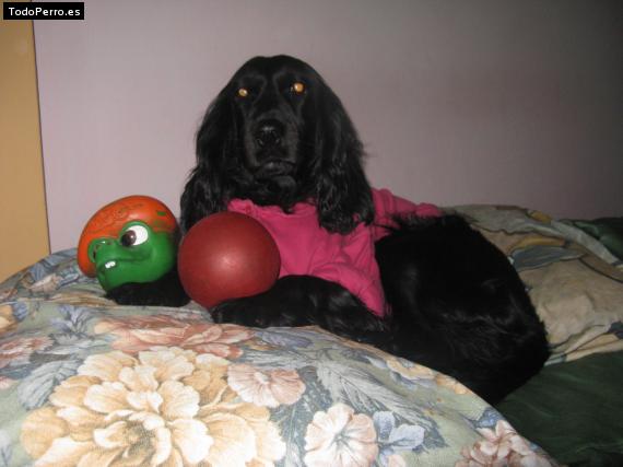 La foto del perro