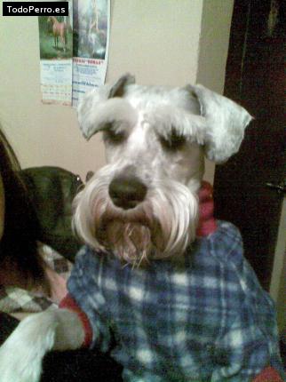 La foto del perro