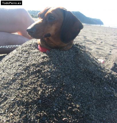 La foto del perro
