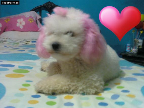 La foto del perro