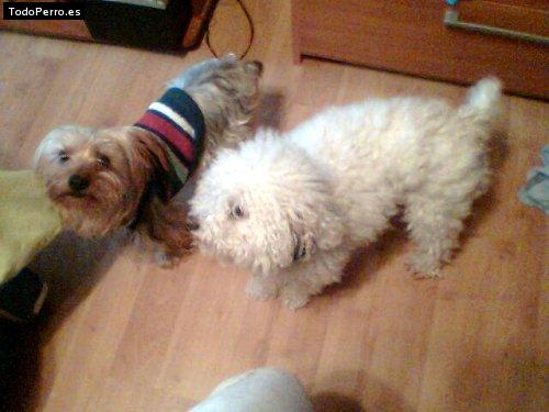 La foto del perro