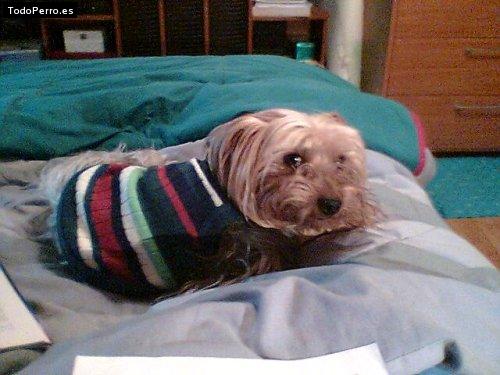 La foto del perro