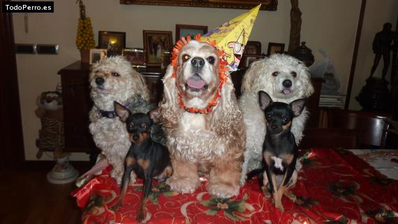 La foto del perro