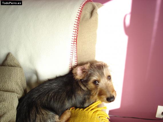 La foto del perro