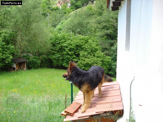 La foto del perro