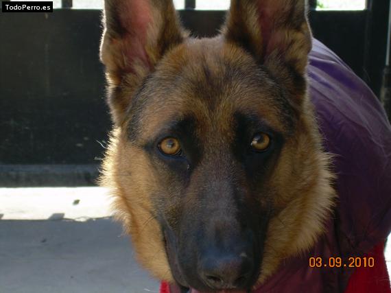 La foto del perro